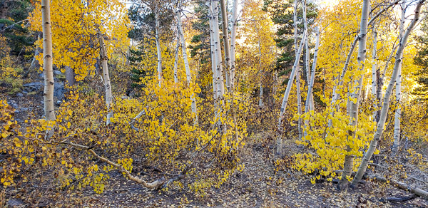 North Lake and autumn color near Bishop